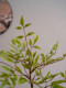Haihong Scenery Fake Green Plant Artificial Ornaments Nandina Bamboo Landscaping High-End Living Room Accessible Luxury Mid-Century Style Space Decoration