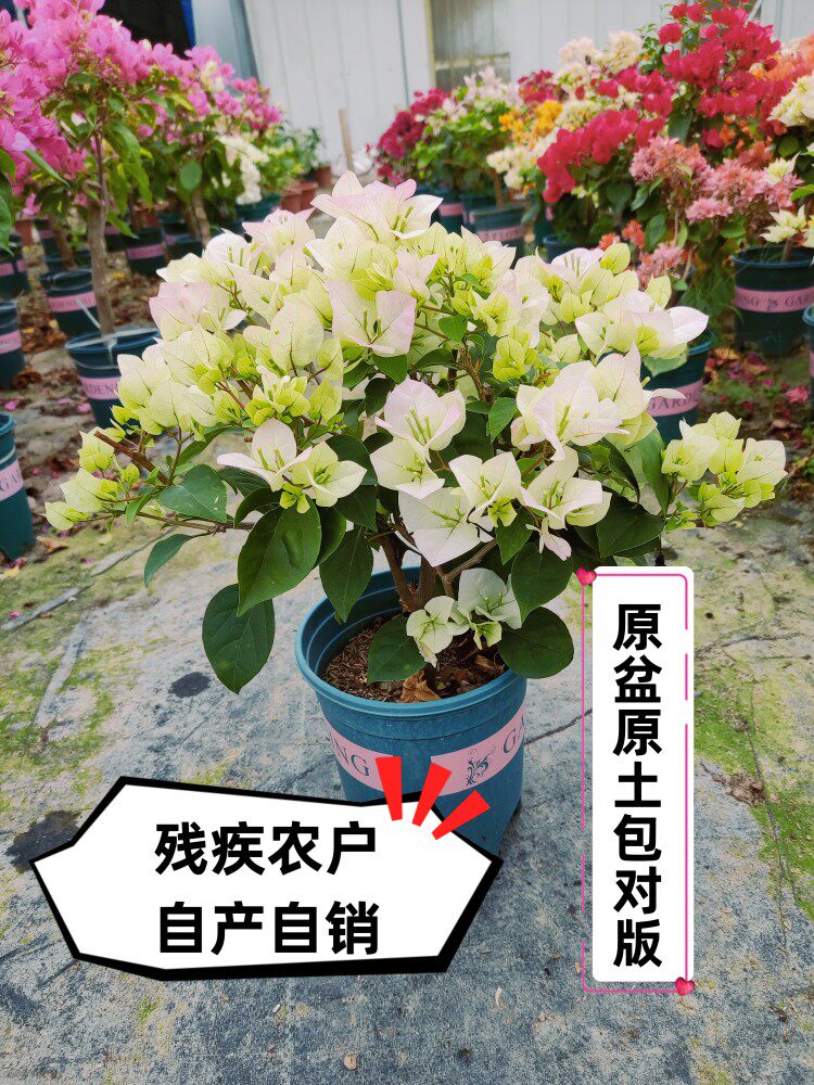 小四的花花