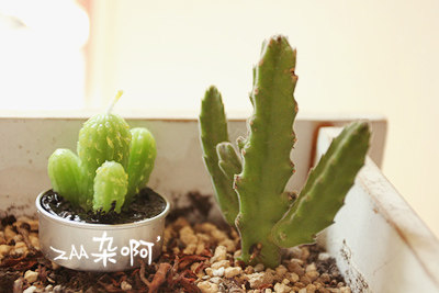 Bougie - Ref 2487986 Image 14