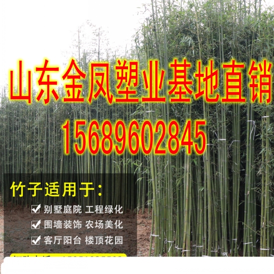 Greening courtyard plants bamboo seedlings green bamboo seedlings purple bamboo seedlings potted bamboo seedlings gold inlaid jade bamboo four seasons evergreen green hedge seedlings
