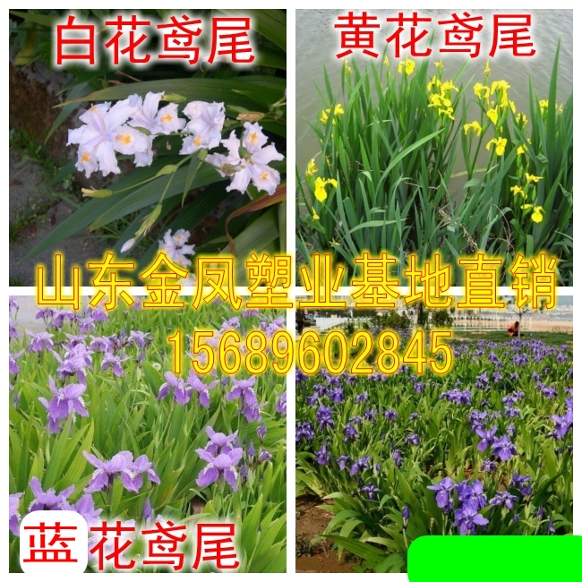 Aquatic Yellow Flower Iris Blue Flower Phalaenopsis Balcony Seedling Flower Iris Seedling Garden Ground Cover Aquatic Plants