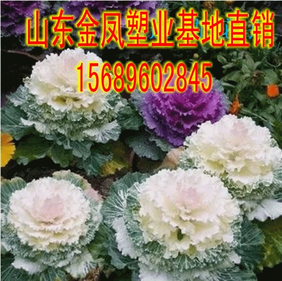 white purple kale kale seedling flower balcony courtyard flower bed decoration flower hardy flower