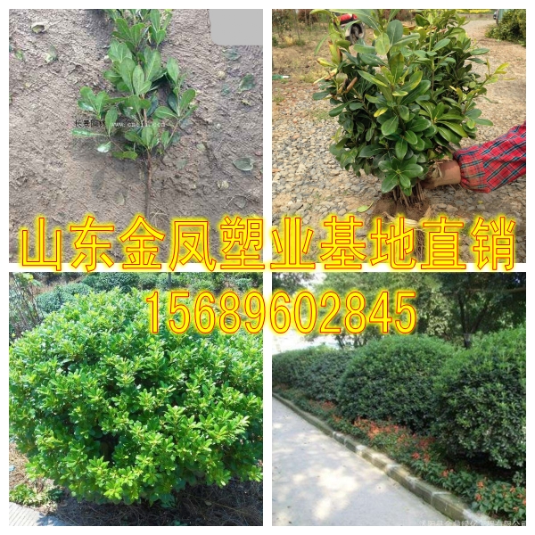 Courtyard Green Tree Miao Tung Tree Seasons Evergreen Scent Aromas Insect Repellent Mosquito Green Plant Walls Green Fence Fence-Taobao