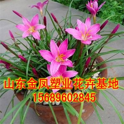 White pink scallion windy and windy flowers and flowers and flowers and plants to grow outdoors with cold and Yin-resistant plants-Taobao