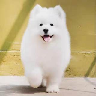 Smiling Angel Samoyed Samoyed Puppy Cash on Delivery