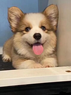 Purebred Welsh short-legged two-color Corgi puppy