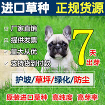 Lawn seeds Four-season green high Fescue Ryegrass Precocious grass Dog tooth roots Garden greening slope grass seeds Grass seeds