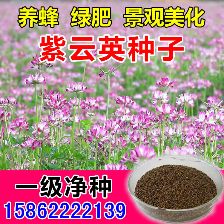 Purple Cloud English Seed Green Manure Seed Landscape Beautify Orchard Beekeeper Honey Source Plant Feeding Pig Many Years Raw Pasta Grass Seeds