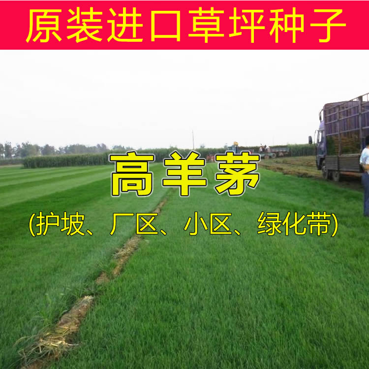 Imported High Sheep Thatch Grass Seed Lawn Seed Protection Slope Cementing Plant Area Courtyard Greening Grass Seed Resistant to Four Seasons Green