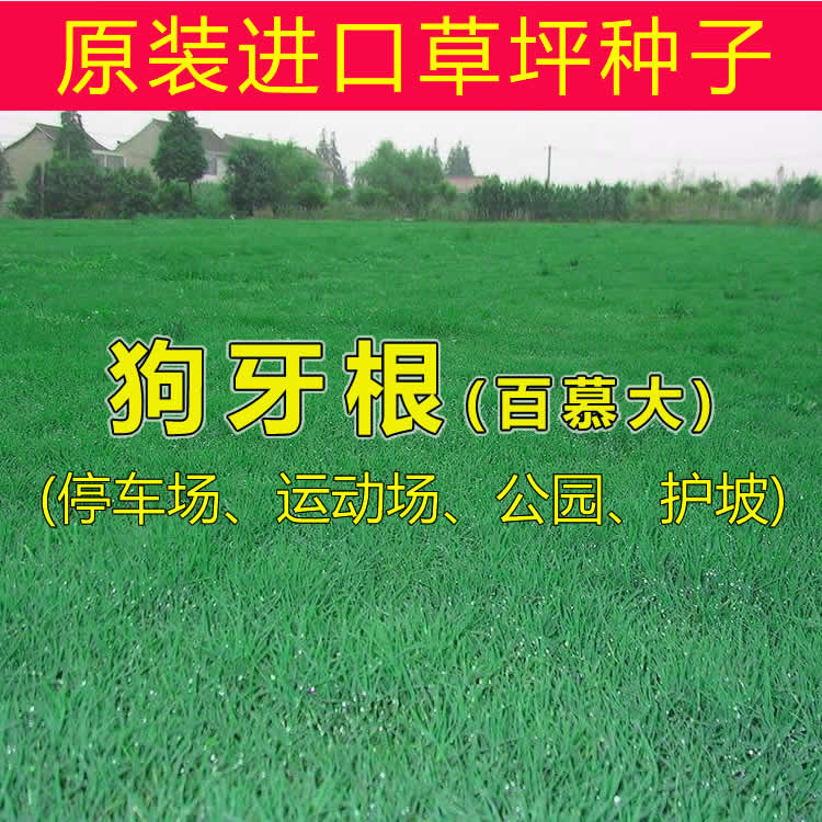 Imported Dog Tooth Root Lawn Seed Bermuda Slope Sports Ground Green Grass Seed Grass Seed Heat Resistant Trampling