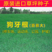 Imported Bermudagrass lawn seeds Bermuda slope protection field Greening grass seeds and grass seeds heat resistance and trampling