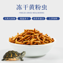 Tenebrio molitor bread worm barley worm freeze-dried hamster turtle hair color calcium supplement