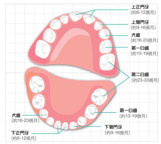 这些儿童口腔护理知识，家长应该知道9