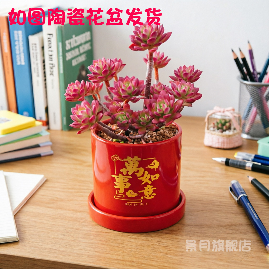 精选多肉基地的LOGO