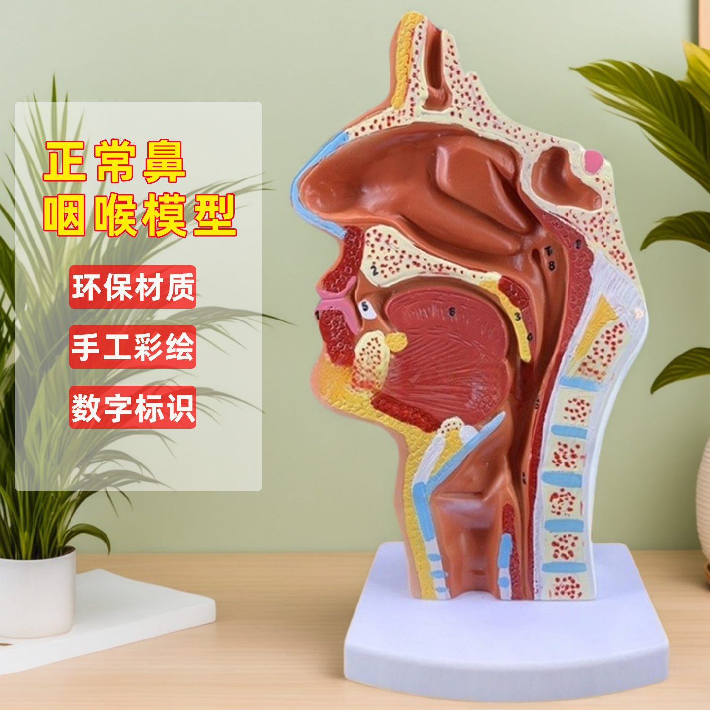 人体鼻腔口腔咽喉解剖模型正中失壮断耳鼻喉科科教正常鼻腔展示