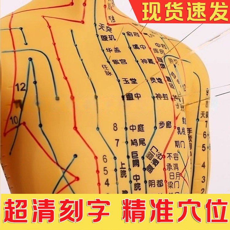 人体针灸模型经络穴位教学模特中医超清十二铜人小皮人练习可扎针