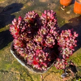 Мисс Ронг Гард № 3 Сочный завод в прямом эфире