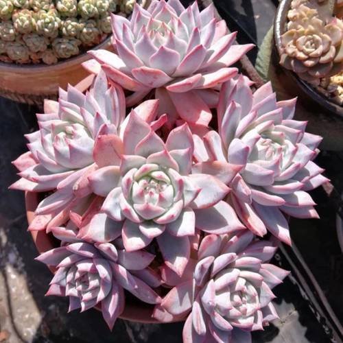 Сочный живой ссылка мисс Ронг № 1 Стол. Внутреннее открытое сочное растение очень легко посадить