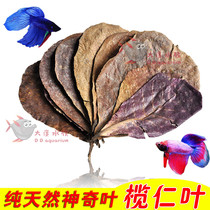 Lazy leaf lily leaves natural olive leaf fish tank to reduce the pH value of acid Betta fish softened water water Family