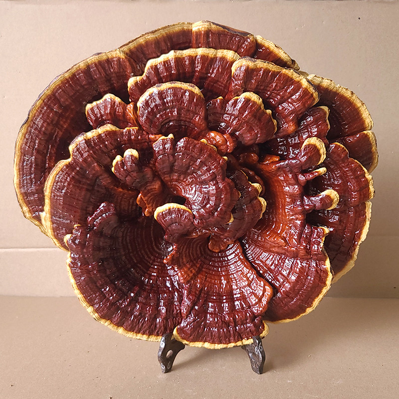 25-35厘米大灵芝盆景:半野生赤灵芝,既是观赏佳品又是养生圣品!-整枝灵芝-淘宝百科网