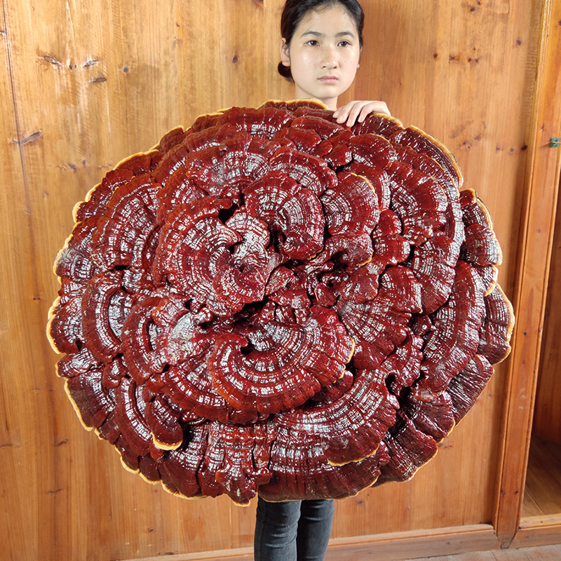 Peasant Farm Red Flower Ganoderma Half-wild Ganoderma Flower Out Gangche Penny
