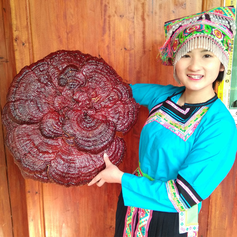 35-50 Dongxiang Semi-wild Extra-large Lucid lucid Lingzhi Ornamental Lucid and Lucid Lingzhi-Lucid Lingzhi of Lucid Lucid and Lucid Lingzhi-Taobao