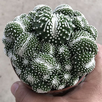 Blooming variety bulls white small machi group raw truffle jade products look good in cactus indoor radiation-resistant potted flowers