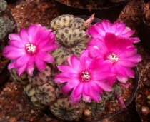 Cactus multi-headed Green King pill boutique special cactus landing flowers anti-radiation potted flowers group of meat