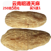 Zhaotong Tianma Yunnan Tianma Tablets Grass Tianma Decoction Gastrodia can grind Tianma powder 250g