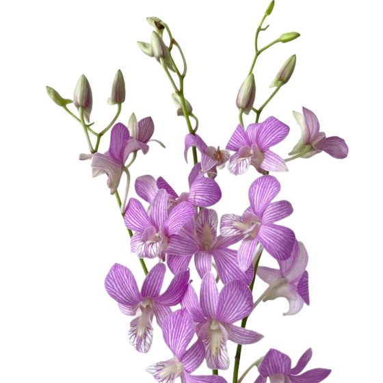 Kunming, Yunnan, direct delivery of flowers from Yanglan, Chiyoda, Orchid, orchid, water-cultured flower arrangement decoration, imported from Thailand