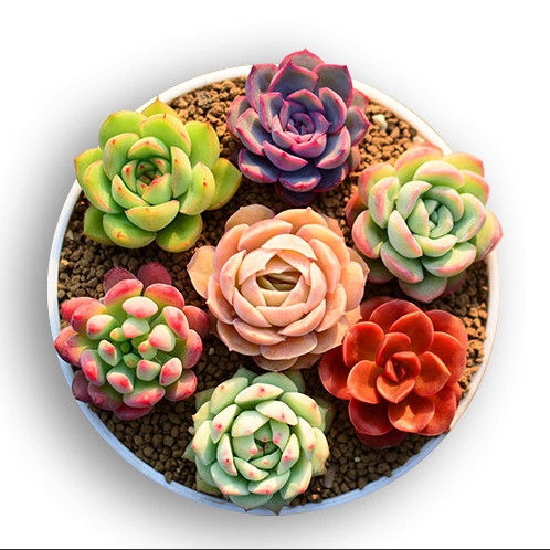 Юньнаньские сочные растения зеленые растения живая трансляция