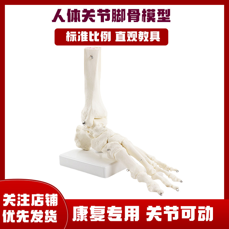 可活动脚骨关节模型 医用动态脚骨教学模型 康复展示教具