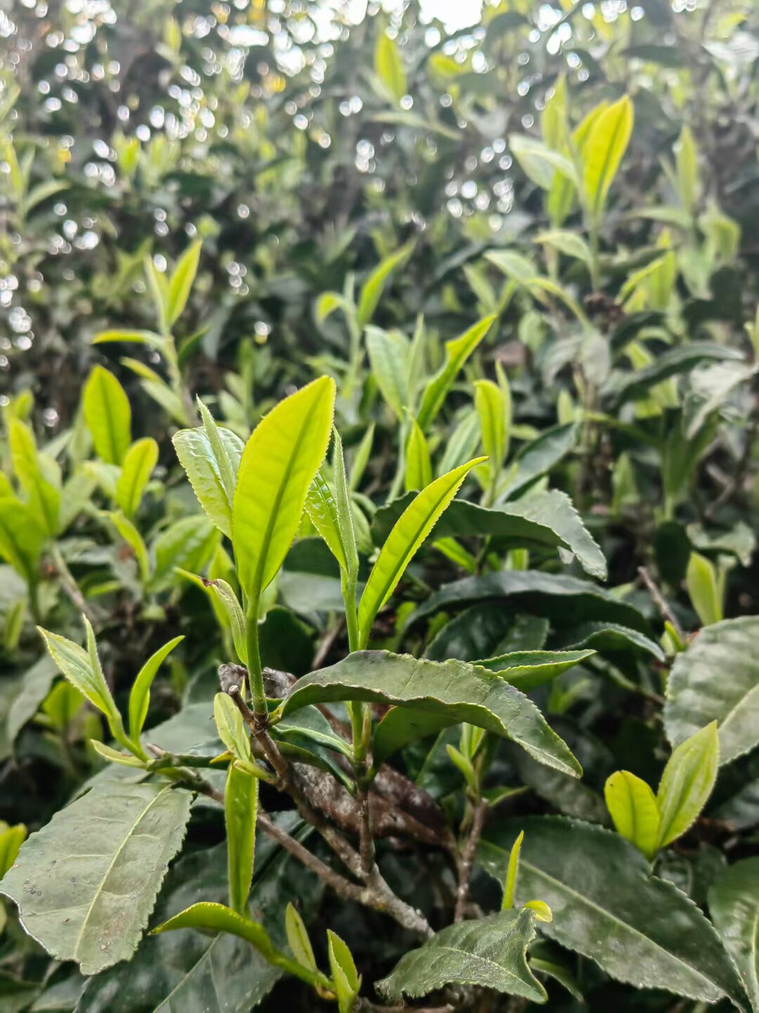云顶滇叶茗茶的LOGO