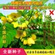 Snake kill door seed Wangjiangnan wild cassia seed drive snake grass seed phoenix grass potted seedling snake kill door seed flower