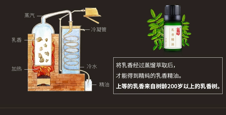 Dầu thơm Zhang Xiao Niangzi 10ml Nâng cơ làm săn chắc da Cơ thể Chăm sóc tinh dầu Hương liệu đơn phương Trẻ hóa chính hãng tinh dầu húng chanh