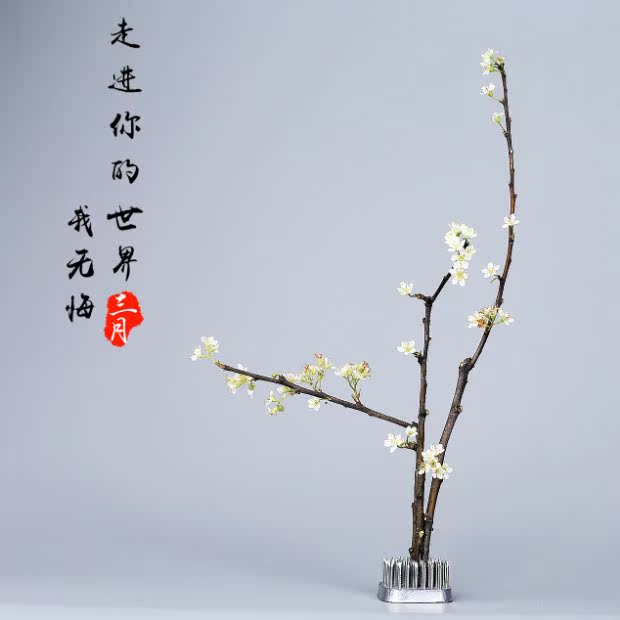 Giải phóng mặt bằng Đặc biệt Gói hoa Jianshan Cơ sở Hoa Đường Hoa Cung cấp Hoa Zen - Nguồn cung cấp vườn chậu trồng cây