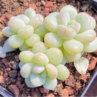 Multi-headed bubble gum, about 3 cm, 9.9 yuan for succulent plants
