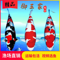  Koi imported purebred Japanese live red and white Showa Taisho tricolor white fish fry giant lucky fish Ornamental fish