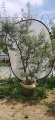 庭院枫树花卉植物基地