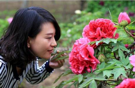 菏泽市黄堽镇大花香牡丹芍药