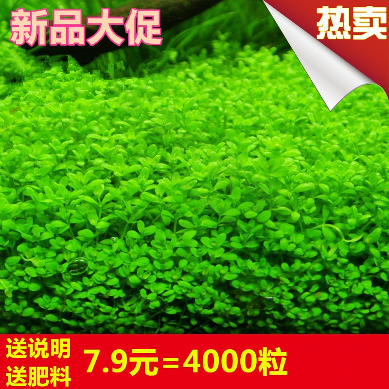 Water plant Landscaping Lazy decoration Simulation living bottom sand fish grass ecological aerobic seed mud plant