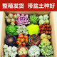 Succulents wholesale 1 whole box of flowers, indoor potted green plants, large set combination including potted plants, good for planting