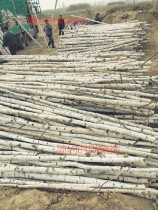 Simple fashion home decoration Birch tree decoration trunk branch tree section log head stump Wedding arch entrance partition