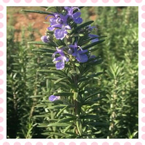 Fresh rosemary verbena ketone Rosemary fresh branches pure dew essential oil enzyme raw materials group purchase