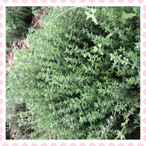 Fresh thyme rosemary to make grilled steak with spices and spices fresh thyme rosemary 200g