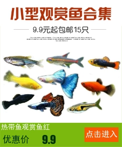 Bể cá nhỏ bể cá cảnh quan thiết lập trang trí nhỏ đồ trang trí gói nước màu cốc - Trang trí nội thất các đồ trang trí bàn làm việc