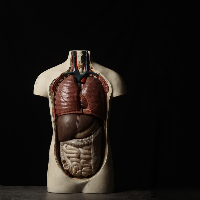 German 30s Medical Human Body Model Vintage Antique Teaching Model Artdeco Style Design display