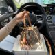 JULIA COURIER ພິມ bucket bag ສ່ວນຫຼຸດ