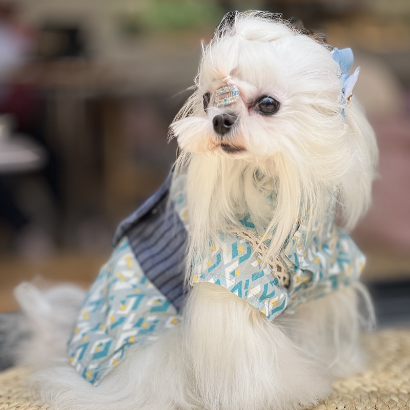 Special Offer: Japanese-Style Thin Kimono Yukata Pet Clothes for Cats and Dogs, Non-Elastic, for Teddy and Bichon Special Offer: Japanese-Style Thin Kimono Yukata Pet Clothes for Cats and Dogs, Non-Elastic, for Teddy and Bichon