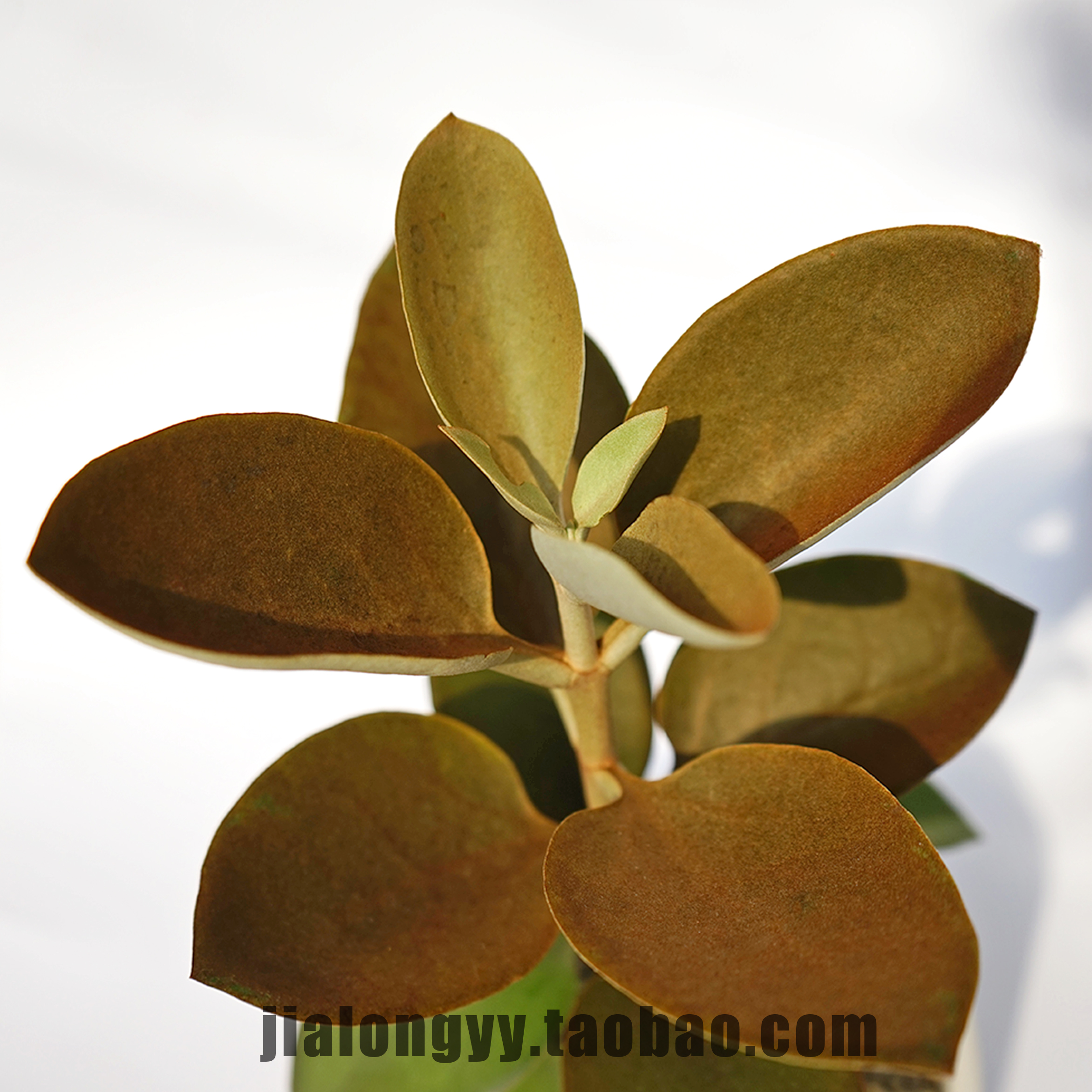 褐葉仙人木景天無刺馬達加斯加島室內觀葉植物北歐風盆栽 褐葉仙人木景天無刺馬達加斯加島室內觀葉植物北歐風盆栽